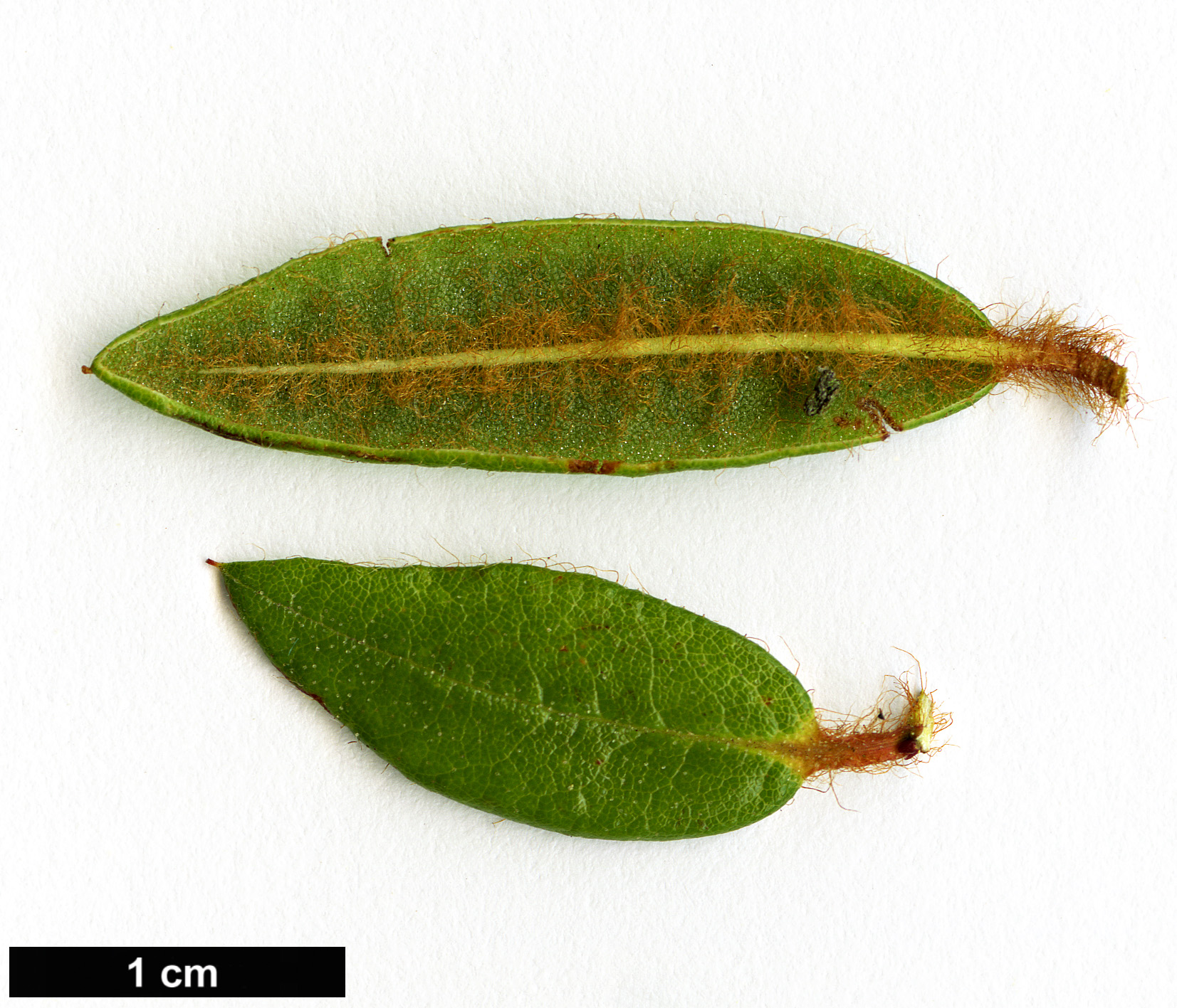 High resolution image: Family: Ericaceae - Genus: Rhododendron - Taxon: hypoleucum